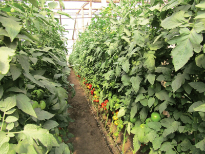 A fost aprobat programul de susținere a producției de legume în spații protejate pentru perioada de extrasezon (toamnă–iarnă 2023-2024)