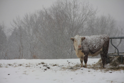 Recomandări pentru protejarea animalelor în perioadele cu temperaturi foarte scăzute, vânt puternic şi căderi masive de zăpadă