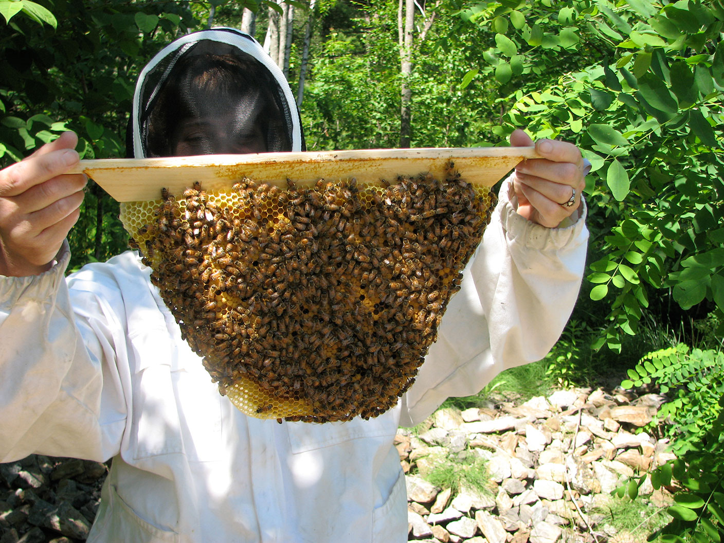 apicultura roi albine