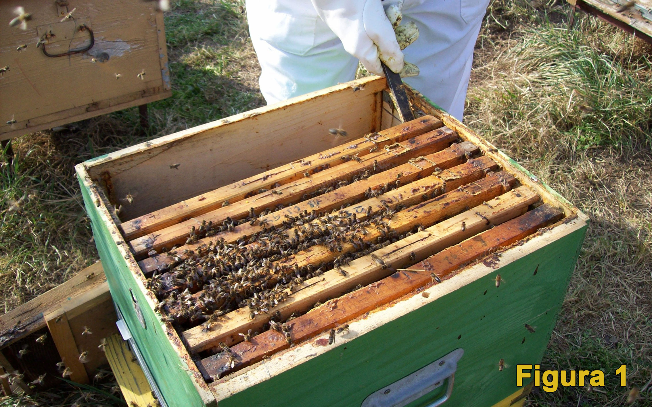 Fig1 Evaluarea cantitatilor de hrana albinelor si puietului 2
