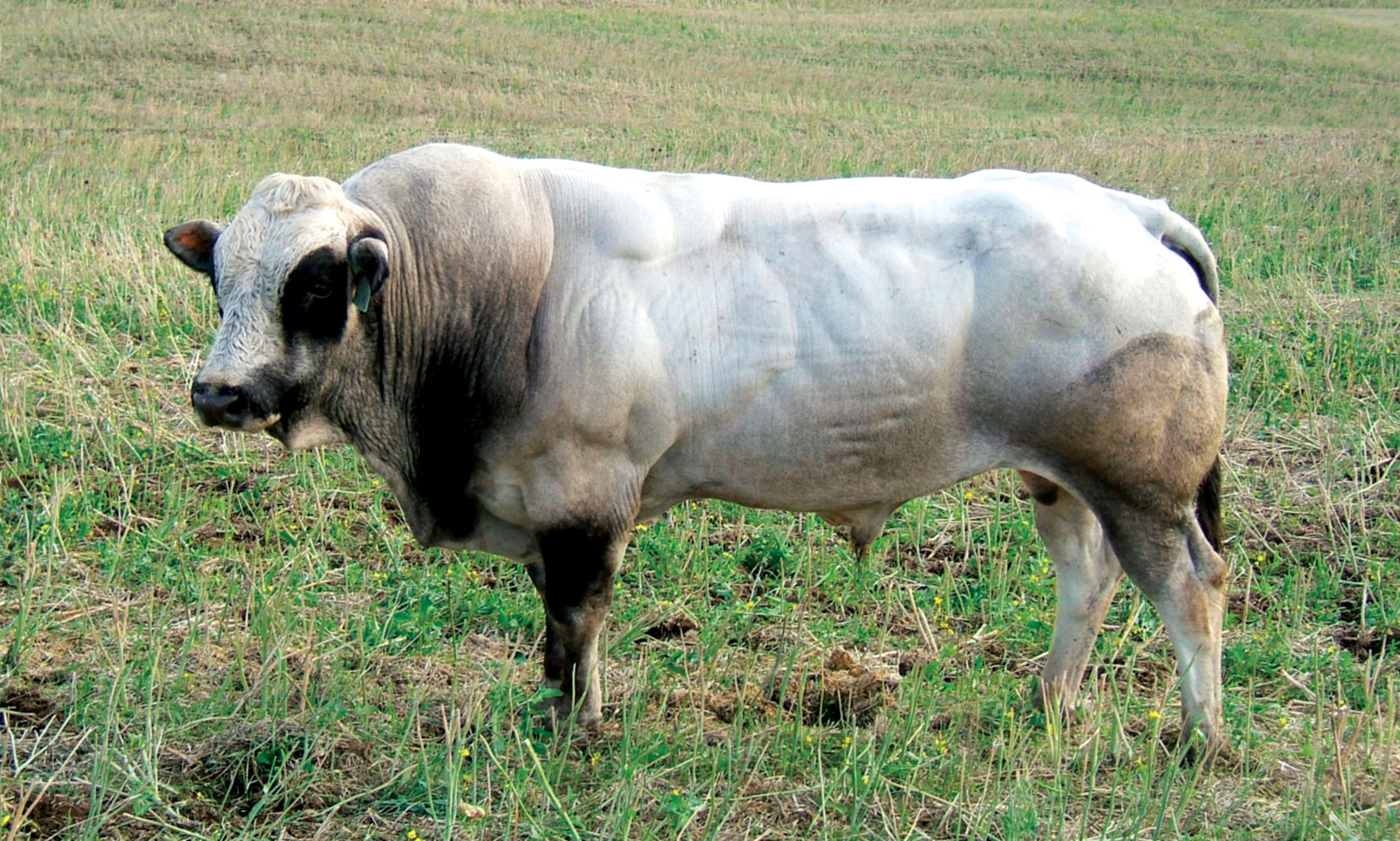Rasa bovine Piemontese mascul