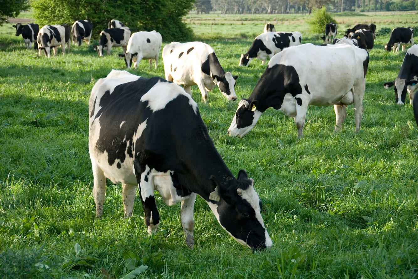 vaci lapte Holstein