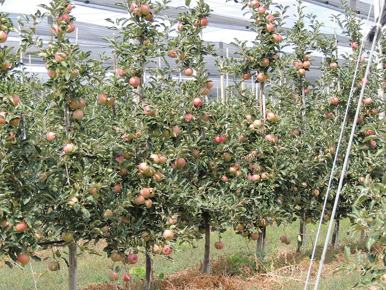 Интенсивный сад яблок