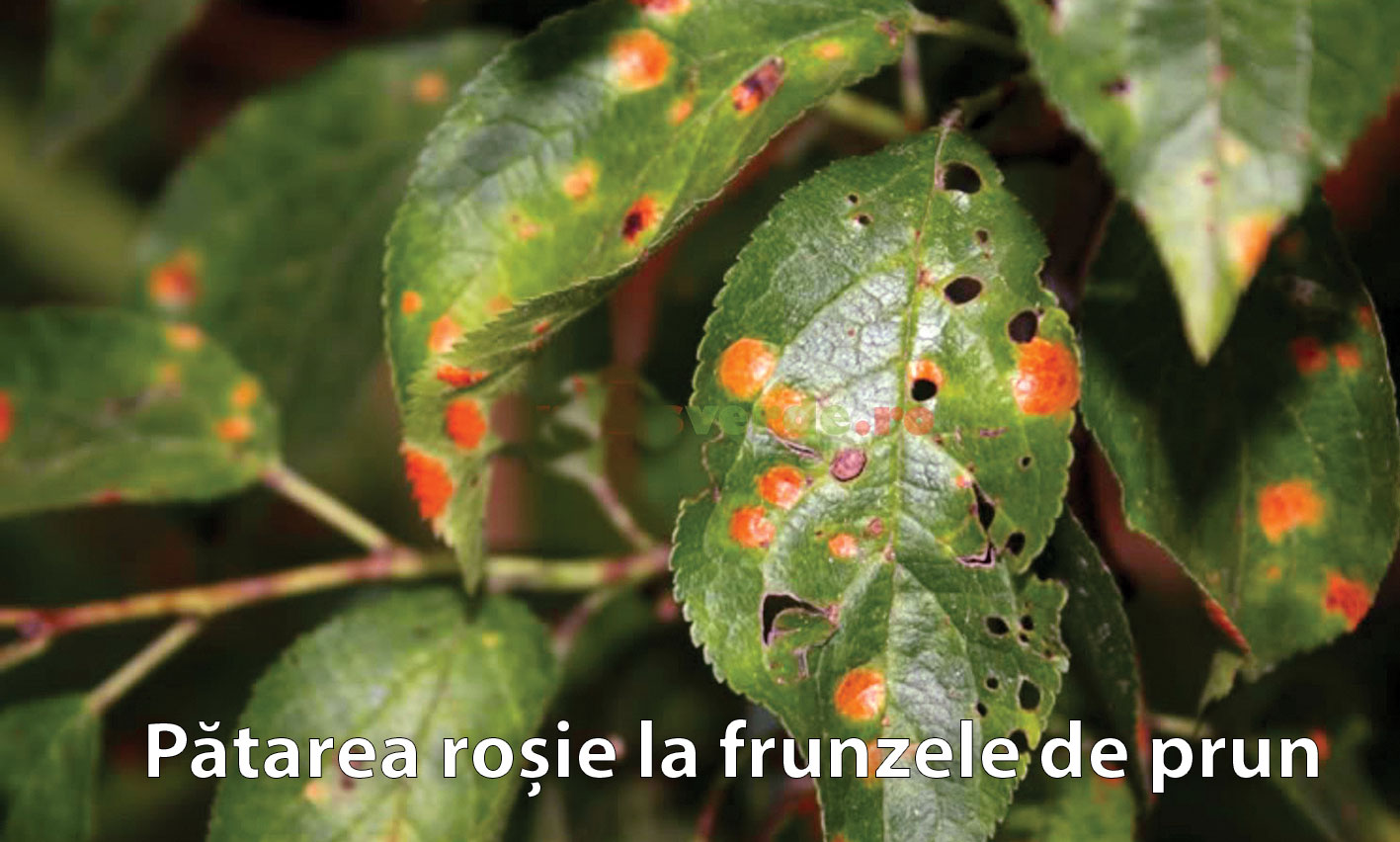 bolile prunului patarea rosie frunze
