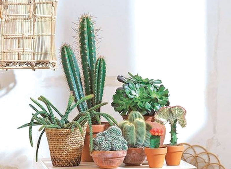 plante cactusi