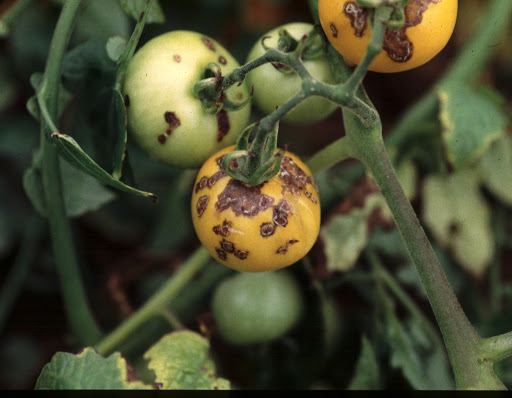 Xanthomonas campestris