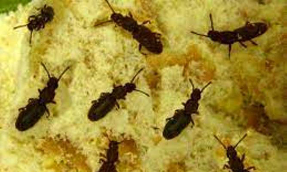 Gandacul din Surinam Oryzaephilus surinamensis atac la faină