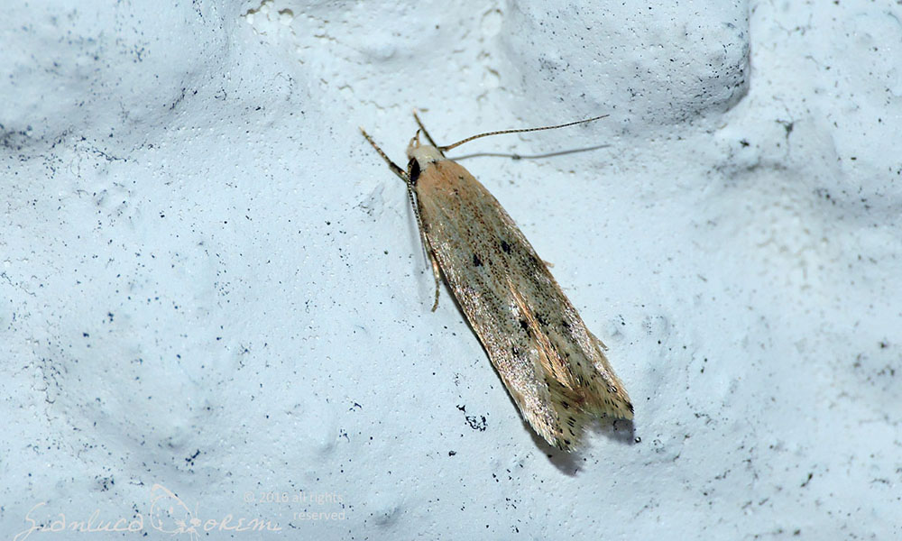 Molia cerealelor Sitotroga cerealella adult