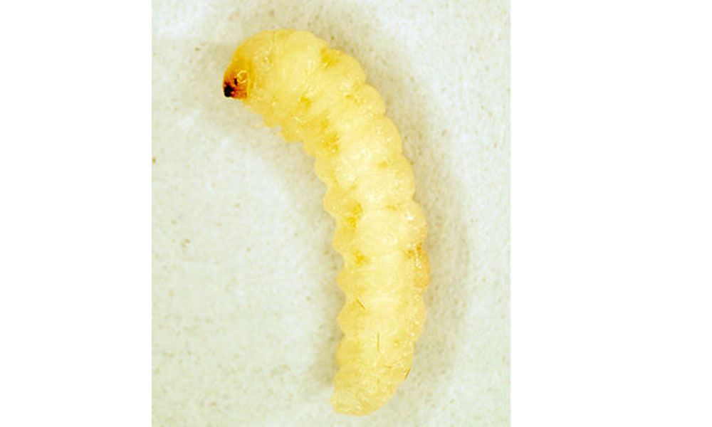 Molia cerealelor Sitotroga cerealella larva