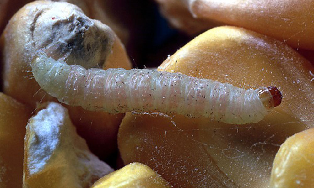Molia fructelor uscate Plodia interpunctella larva atacand boabele de porumb