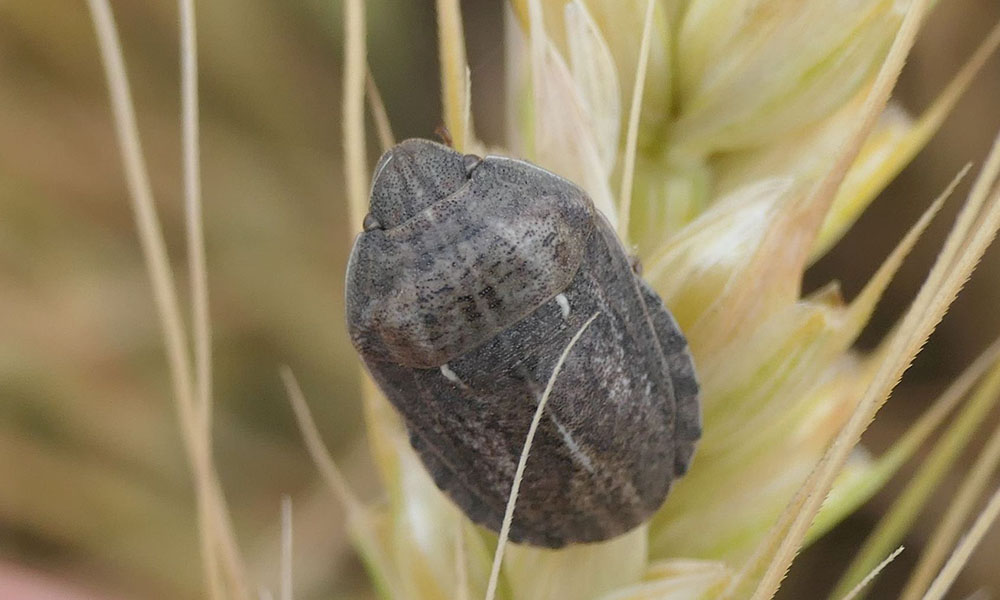 3.Plosnita cerealelor Eurygaster spp la grau