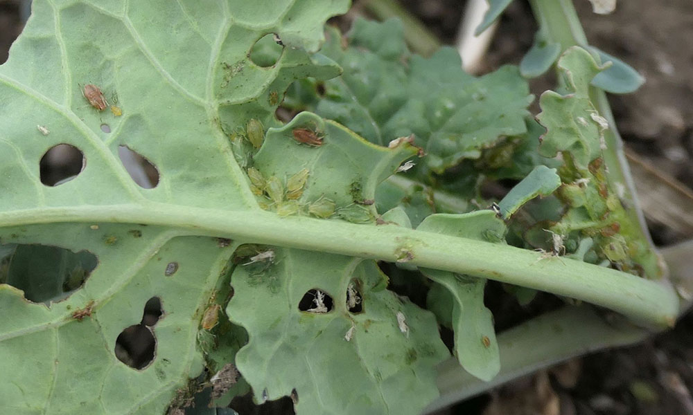 4.Paduchele verde al piersicului Myzus persicae la rapita