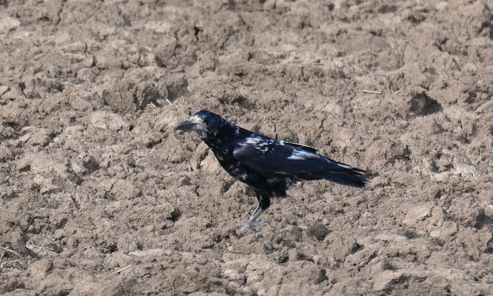 5.Cioara de semanatura Corvus frugilegus