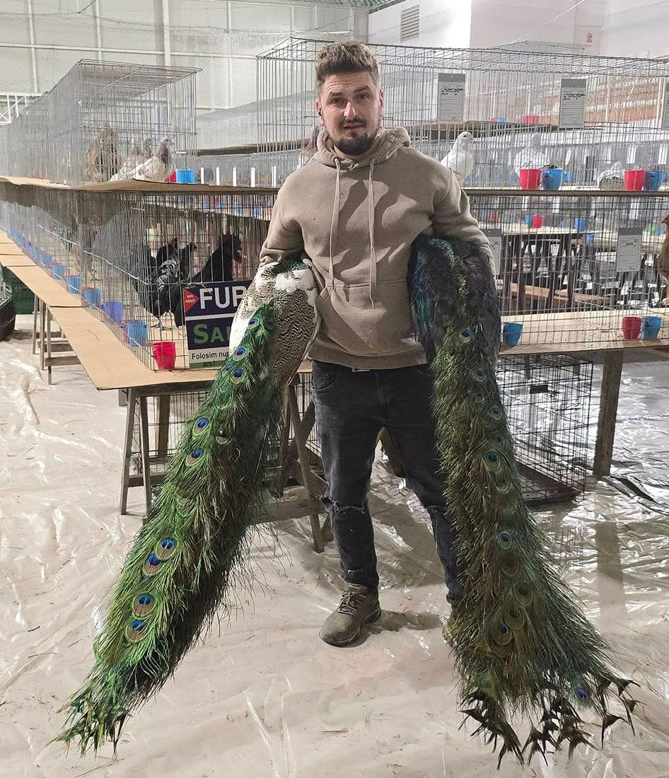 pauni expozitie de pasari si animale Holboca