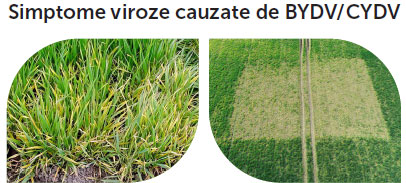 simptome viroze cauzate de BYDV CYDV