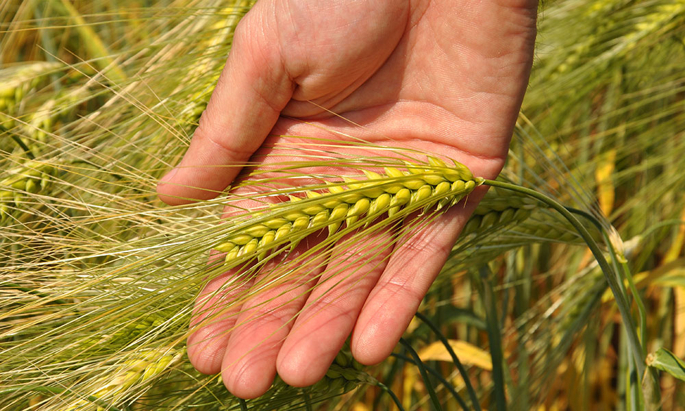 Syngenta este referința în orzul hibrid - Hyvido® și Hyvido® Neo