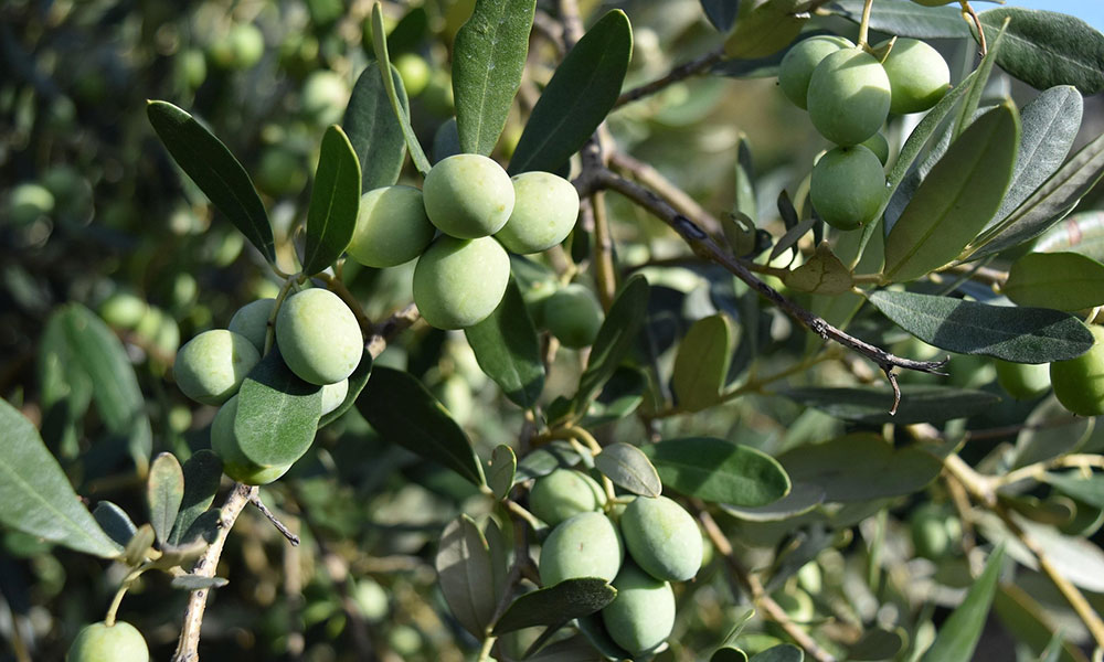 D’Olive: Prima livadă de măslini românească este în Creta