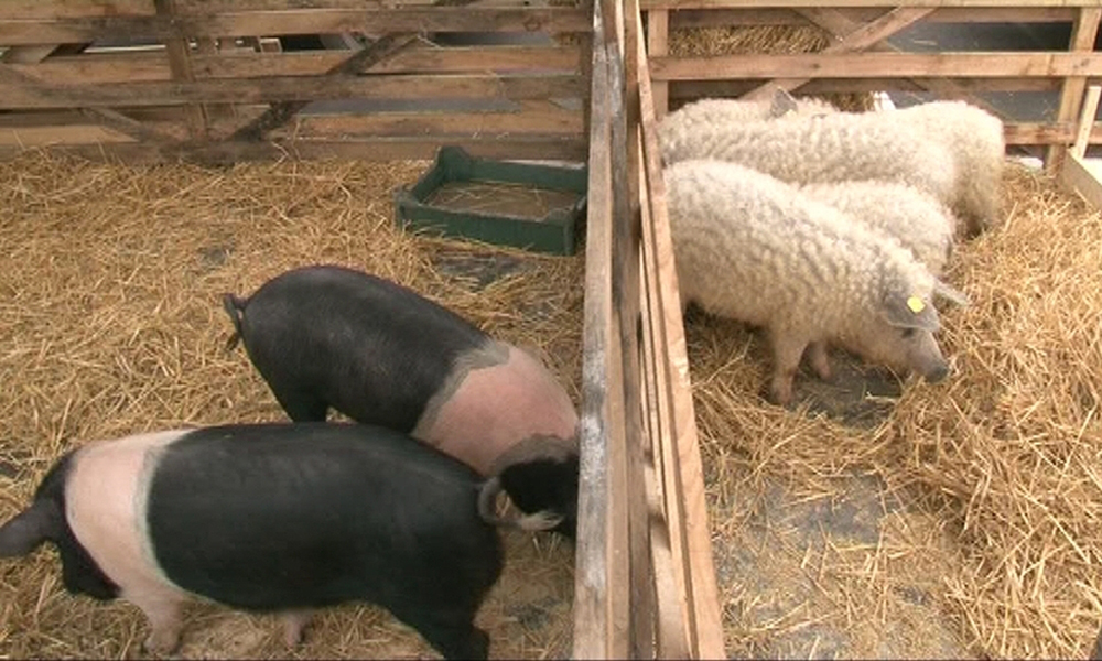  Majorarea fondurilor destinate sprijinirii crescătorilor de porci din rasele Bazna și Mangalița