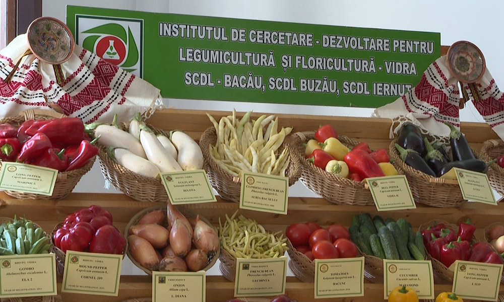 Cercetarea agricolă, pe „tușă“ - ICDLF Vidra, drumul de la un institut falimentar la unul care scrie istorie în legumicultura românească