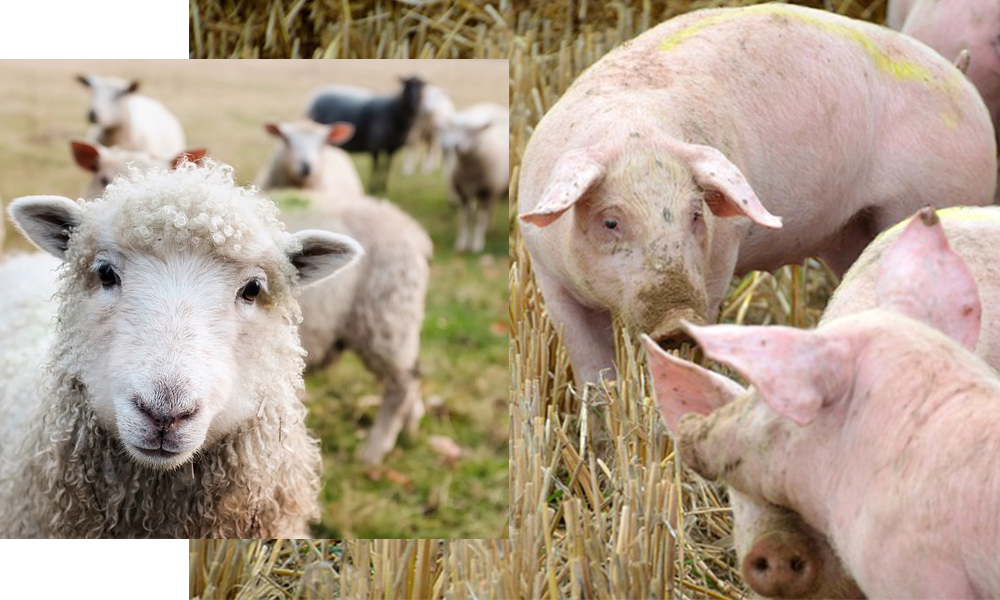 Producția de carne a crescut la porcine și păsări, dar a scăzut la bovine și ovine