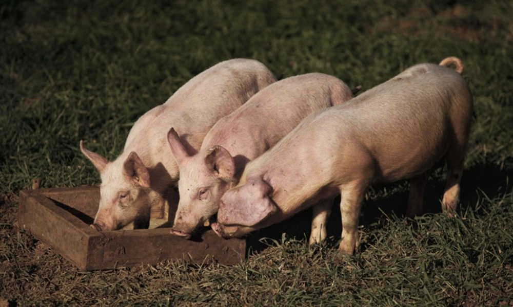 Semnal de alarmă - Carnea de porc românească riscă să fie mai puțin prezentă la raft