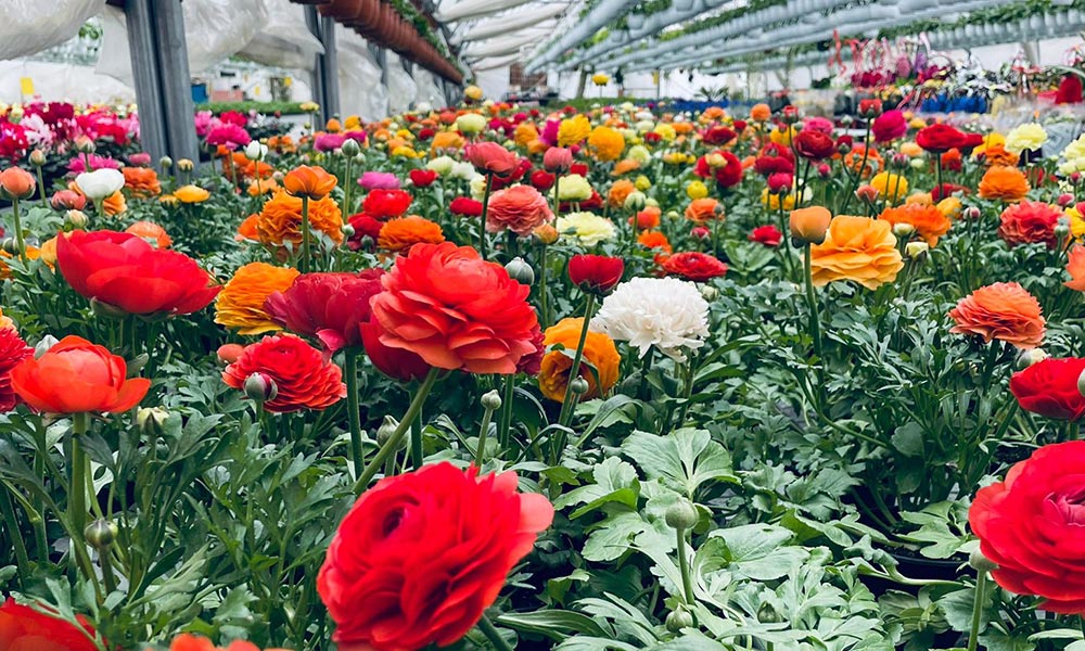Investiții de până la 100.000 de euro în floricultură, plante medicinale și aromatice - DR 18