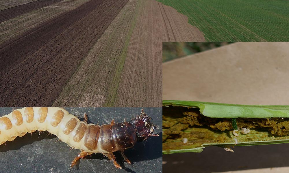 Exemple practice despre avantajul dronelor în protecția plantelor