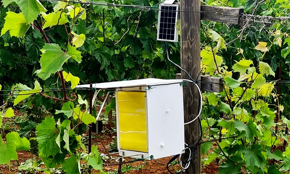 Sursă foto: linkedin.com/pulse/enhancing-vineyard-health-successful-scaphoideus-titanus-monitoring-tighf