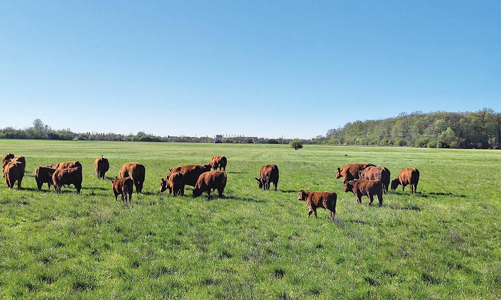 Soluții pentru diminuarea impactului secetei asupra creșterii animalelor