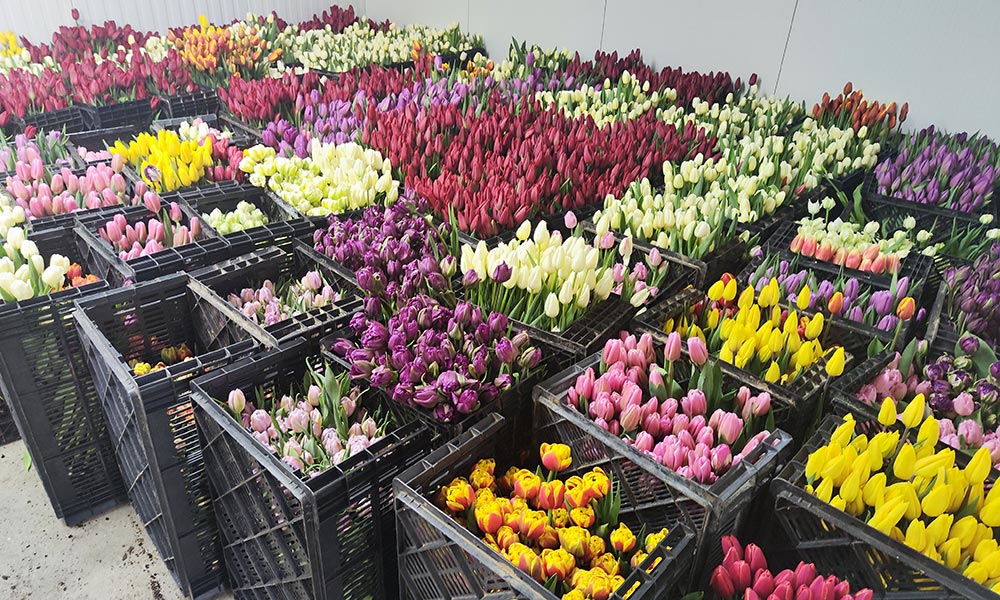 Pe suprafețe mici floricultura este mai rentabilă decât legumicultura