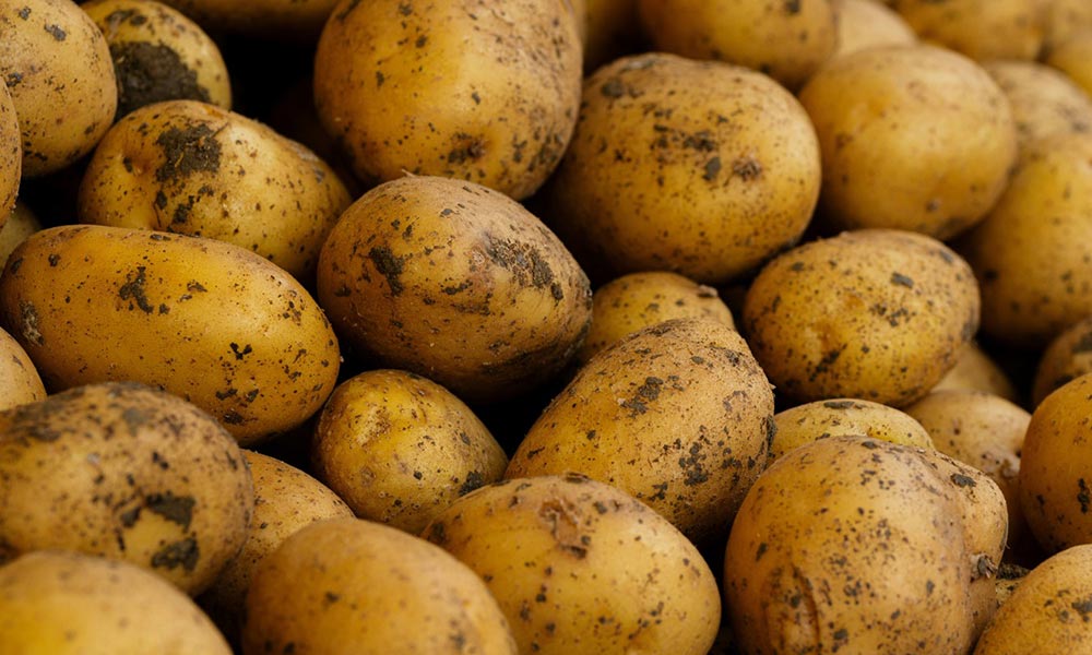 Fermierii asigură calitatea culturilor pentru producția de alimente nutritive printr-un management eficient al dăunătorilor