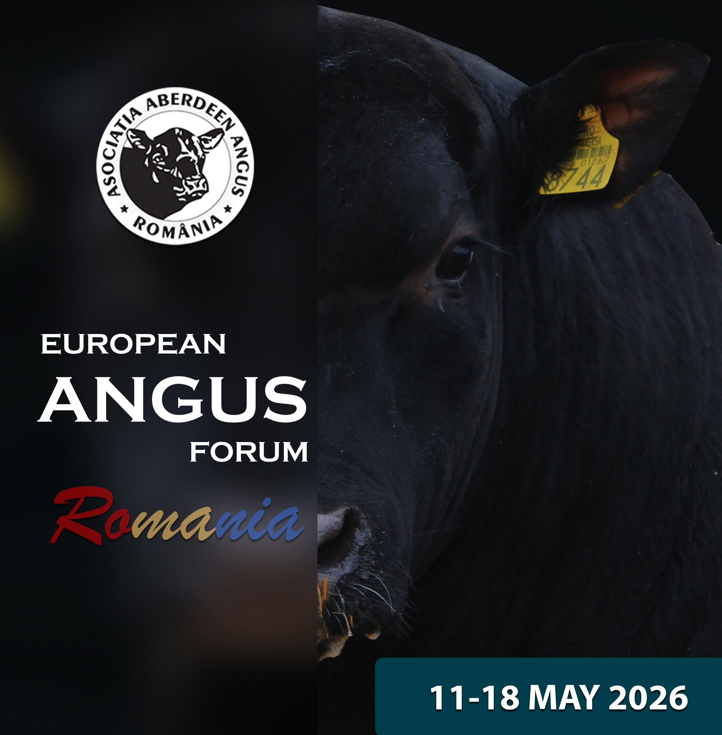 România găzduiește în premieră European Angus Forum 2026 - un reper major pentru zootehnia europeană