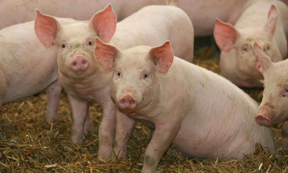 Criză în sectorul creșterii porcinelor: fermierii români, în pragul închiderii