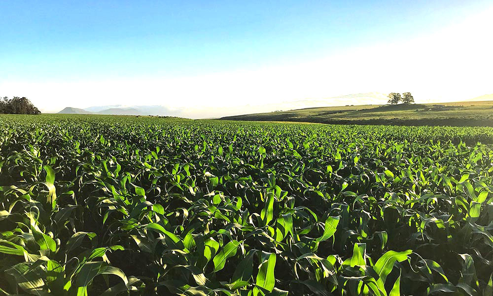 Fermierii români, sub presiune: Forumul APPR cere măsuri urgente pentru salvarea sectorului agricol
