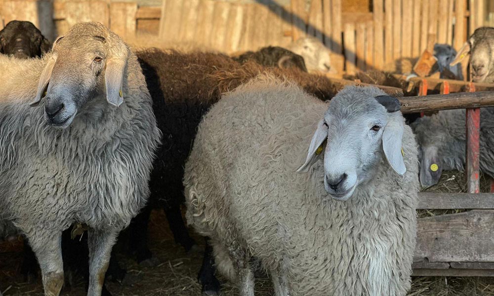 România își consolidează poziția pe piața nord-africană: exporturi record de ovine către Algeria