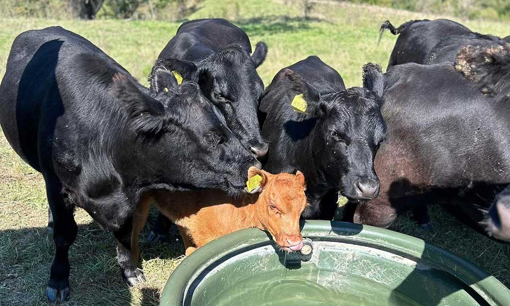 Record genetic american într-o fermă din Bacău: Povestea unei familii care aduce viitorul zootehniei în România
