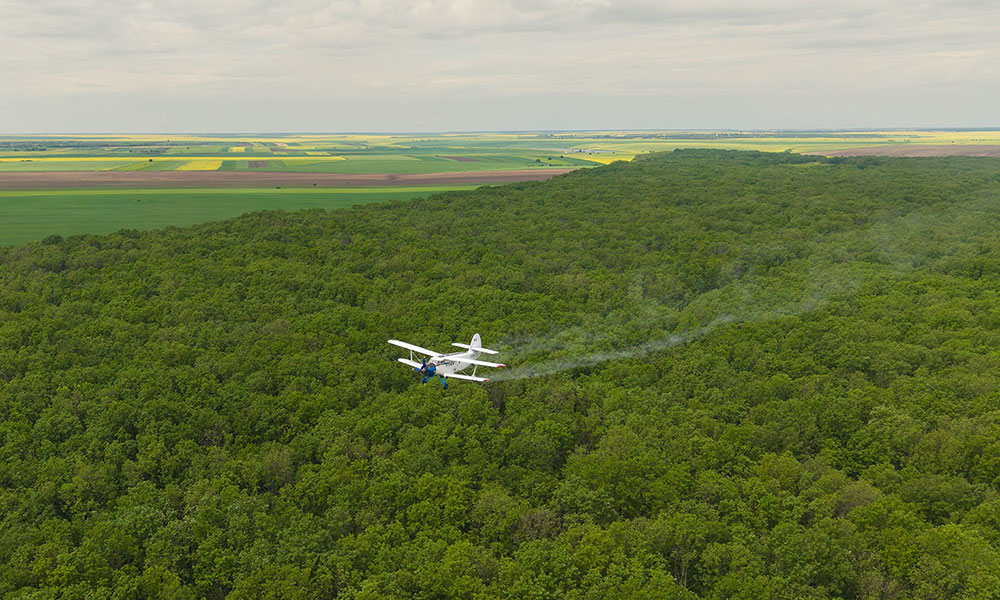 Romsilva a efectuat lucrări de combatere a omizilor defoliatoare pe o suprafață totală de 2.789 hectare de fond forestier