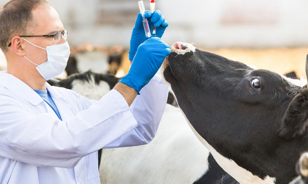 Ziua Națională a Medicului Veterinar - omagiu adus unei profesii esențiale pentru sănătatea publică și siguranța alimentară