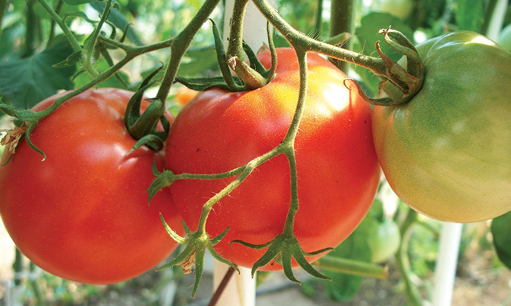Ajutor financiar pentru legumicultori: plăți de până la 1.500 euro/1.000 mp