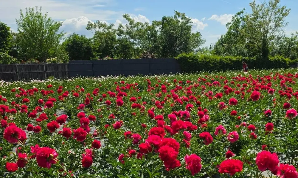 Peony Place, grădina cu bujori deschisă publicului