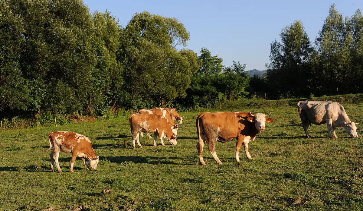 Agricultura românească se apropie de un punct critic. Fermierii cer plata urgentă a subvențiilor restante și măsuri pentru sectoarele aflate în criză