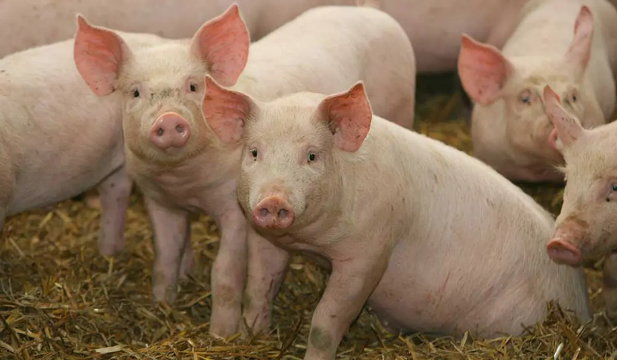 Ministerul Agriculturii lansează în dezbatere publică o schemă de ajutor de minimis pentru prevenirea pestei porcine africane