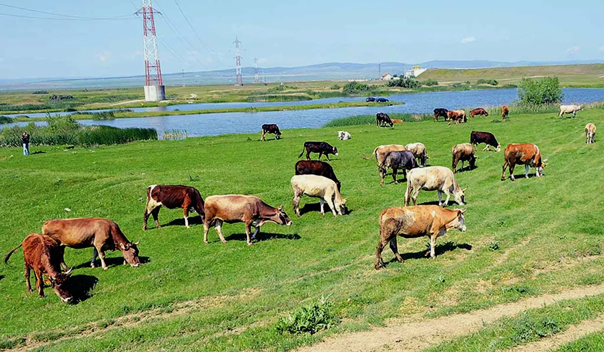 ANSVSA avertizează: Măsuri obligatorii pentru protejarea animalelor în perioadele de caniculă