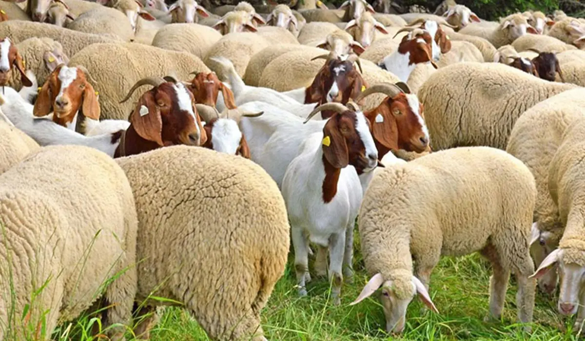 ANSVSA instituie carantina internă de 30 de zile pentru ovine și caprine