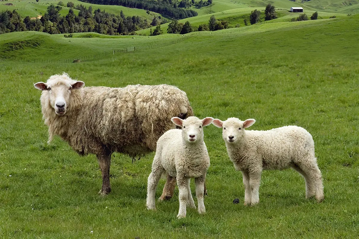 Suspiciune gravă de fraudă în sistemul de trasabilitate a animalelor: 75 de oi declarate ucise într-un focar din Tulcea au fost găsite vii în Cluj