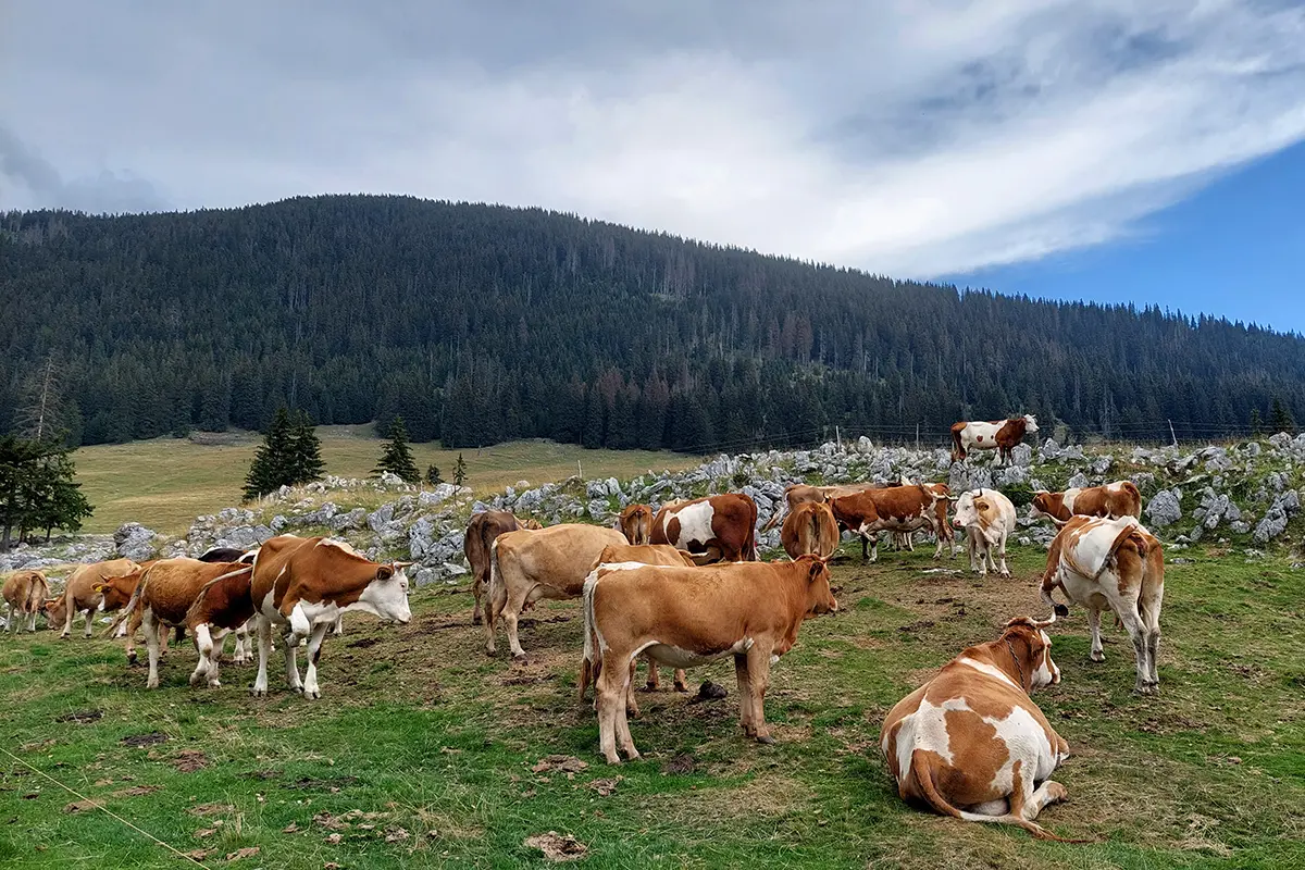 Noua strategie europeană pentru creșterea animalelor pune accent pe bunăstare și sustenabilitate