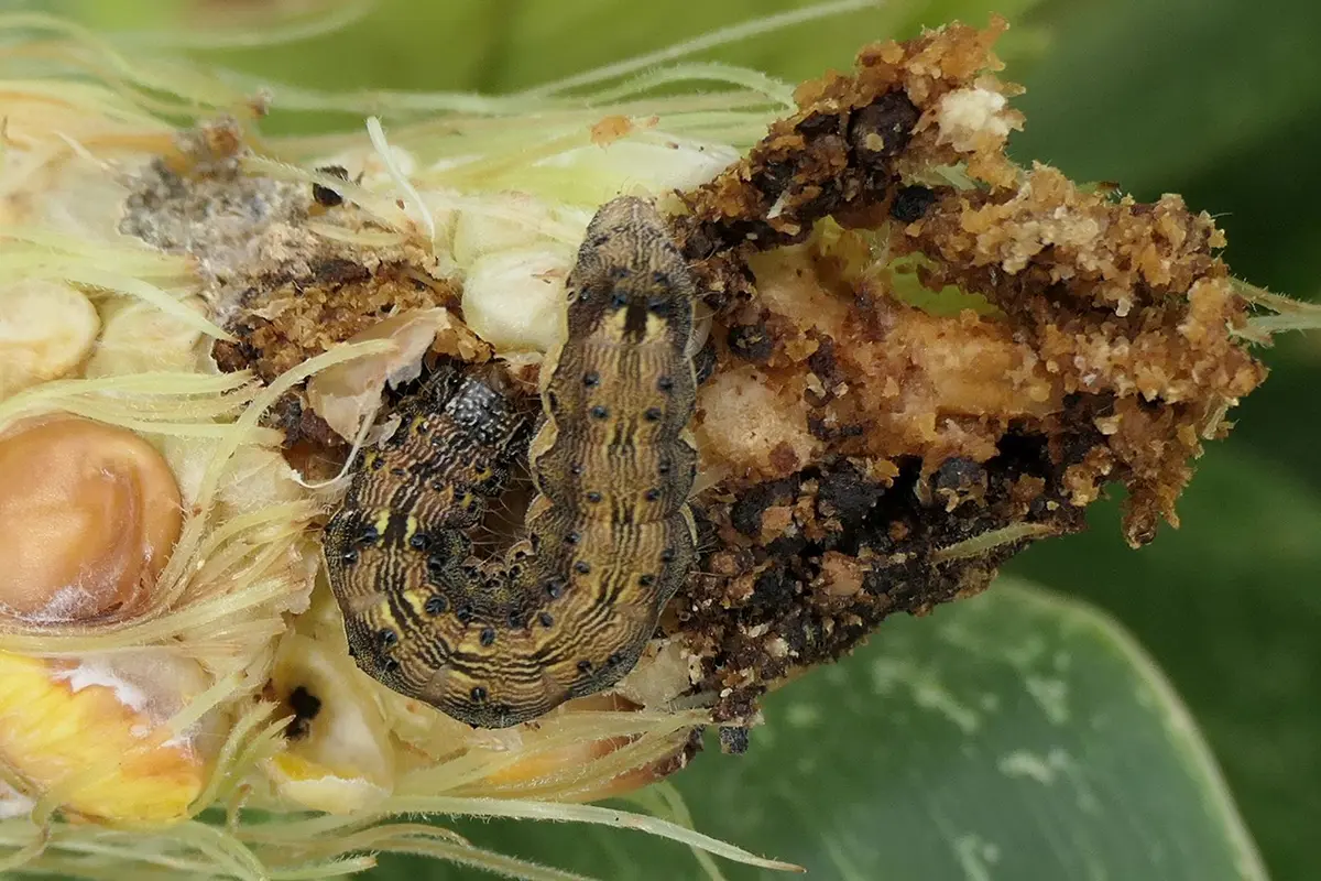 Larva de Helicoverpa armigera la completa dezvoltare