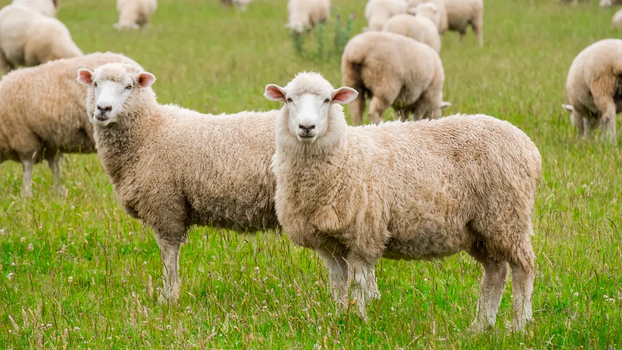ANSVSA a oprit în Vaslui un transport ilegal cu 50 de ovine fără acte și crotalii