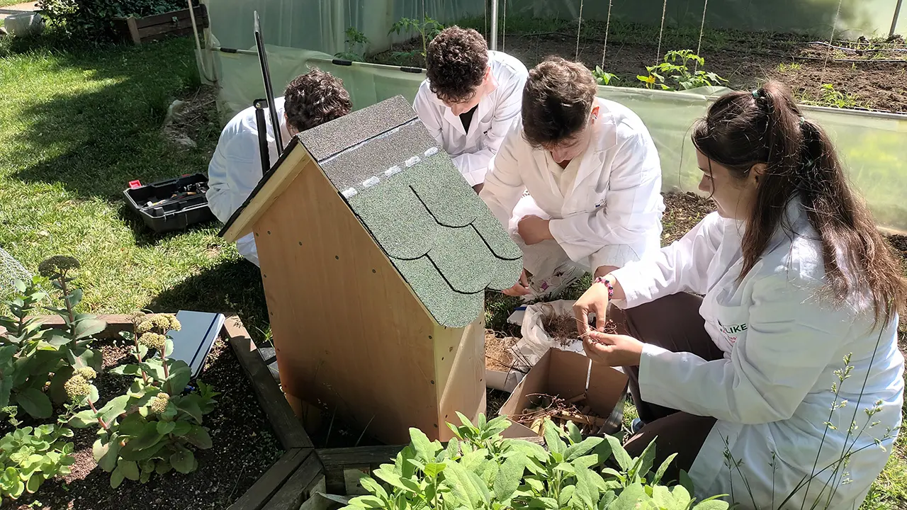 Hoteluri de insecte construite de elevi
