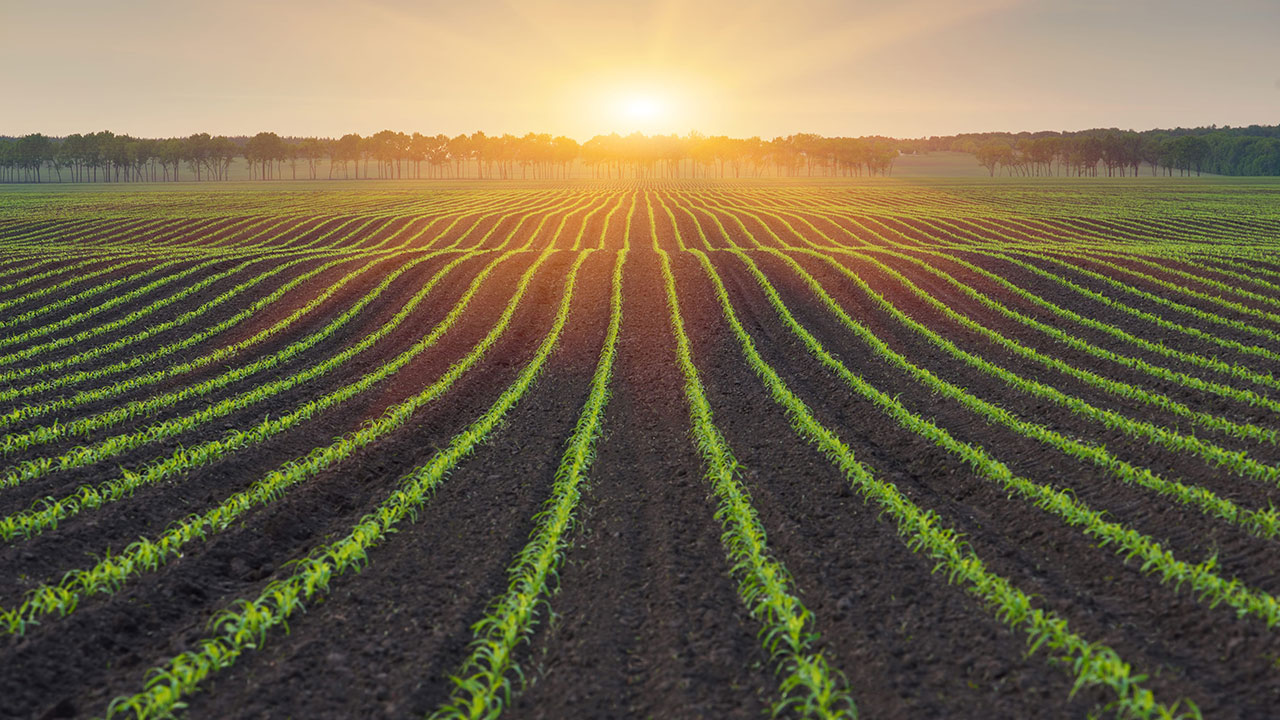 Vylor și Rainbow Crops revoluționează agricultura